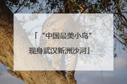 “中国最美小鸟”现身武汉新洲沙河
