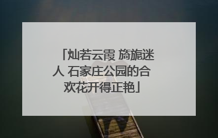 灿若云霞 旖旎迷人 石家庄公园的合欢花开得正艳