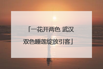 一花开两色 武汉双色睡莲绽放引客