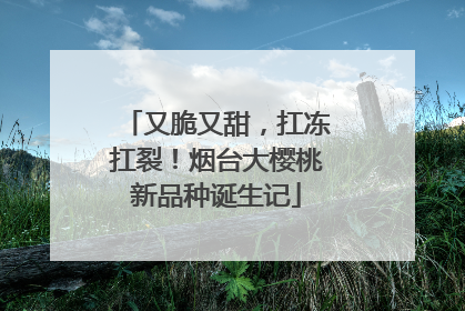 又脆又甜，扛冻扛裂！烟台大樱桃新品种诞生记