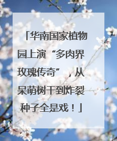 华南国家植物园上演“多肉界玫瑰传奇”，从呆萌树干到炸裂种子全是戏！
