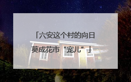 六安这个村的向日葵成花市“宠儿”