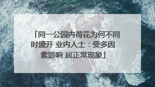 同一公园内荷花为何不同时盛开 业内人士：受多因素影响 属正常现象