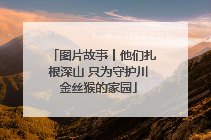 图片故事丨他们扎根深山 只为守护川金丝猴的家园