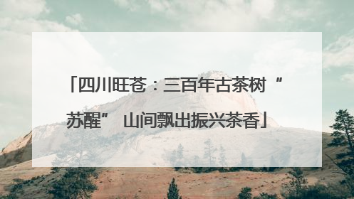 四川旺苍：三百年古茶树“苏醒” 山间飘出振兴茶香