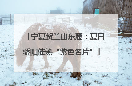 宁夏贺兰山东麓：夏日骄阳催熟“紫色名片”