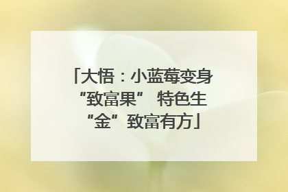 大悟：小蓝莓变身“致富果” 特色生“金”致富有方