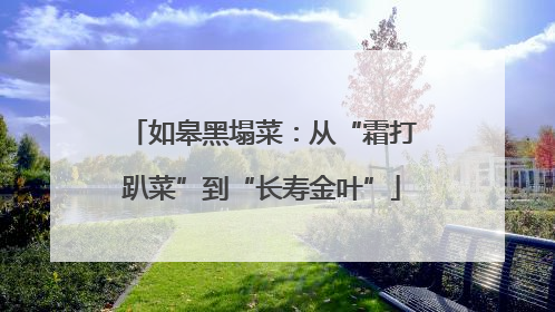 如皋黑塌菜：从“霜打趴菜”到“长寿金叶”