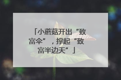 小蘑菇开出“致富伞”，撑起“致富半边天”