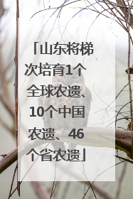 山东将梯次培育1个全球农遗、10个中国农遗、46个省农遗