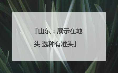 山东：展示在地头 选种有准头