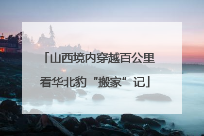 山西境内穿越百公里 看华北豹“搬家”记