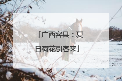 广西容县：夏日荷花引客来