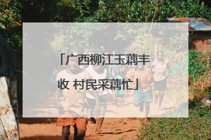 广西柳江玉藕丰收 村民采藕忙