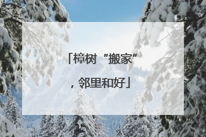 樟树“搬家”，邻里和好