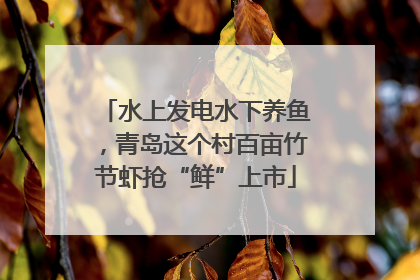 水上发电水下养鱼，青岛这个村百亩竹节虾抢“鲜”上市