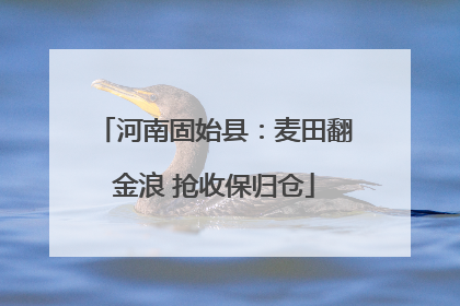 河南固始县：麦田翻金浪 抢收保归仓