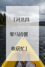 河北昌黎马铃薯收获忙
