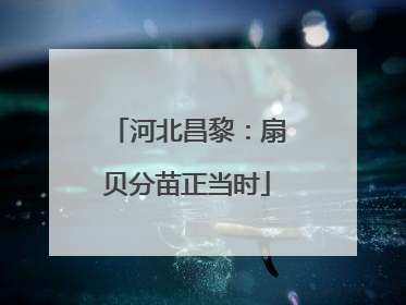 河北昌黎：扇贝分苗正当时