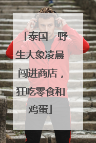 泰国一野生大象凌晨闯进商店，狂吃零食和鸡蛋