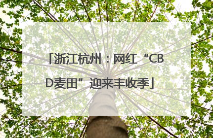 浙江杭州：网红“CBD麦田”迎来丰收季