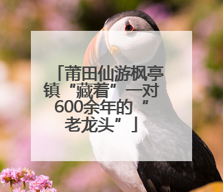 莆田仙游枫亭镇“藏着”一对600余年的“老龙头”