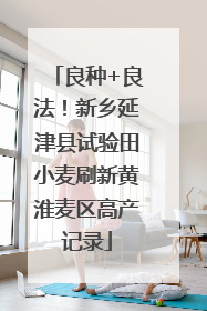 良种+良法！新乡延津县试验田小麦刷新黄淮麦区高产记录