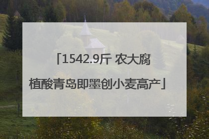 1542.9斤 农大腐植酸青岛即墨创小麦高产