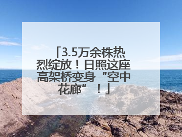3.5万余株热烈绽放！日照这座高架桥变身“空中花廊”！