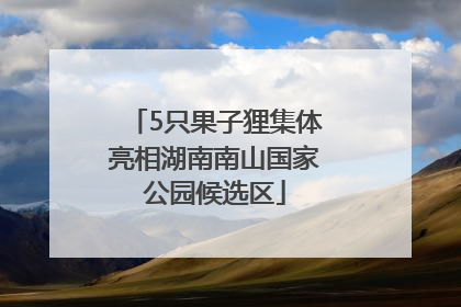 5只果子狸集体亮相湖南南山国家公园候选区